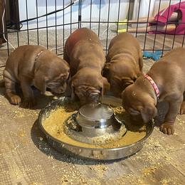 Vizsla Puppies from Highland Vizslas