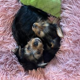 Yorkshire Terrier Puppies from Sharon Gellerman's Yorkshire Terriers