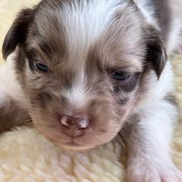 Deacon - Red merle male Miniature Australian Shepherd puppy in Geary, Oklahoma from Helm Farms Aussies