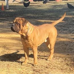 Moose - Bullmastiff