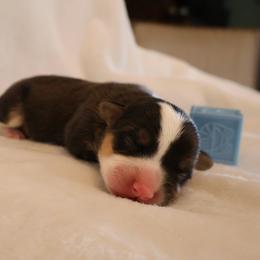 Hot Dog - Black and tan male Pembroke Welsh Corgi puppy in Arcanum, Ohio from Weissway Corgis
