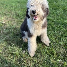 Jeffrey-Royal Blue collar - Black and white Sheepadoodle puppy in Eleva, Wisconsin from Molly’s Doodles