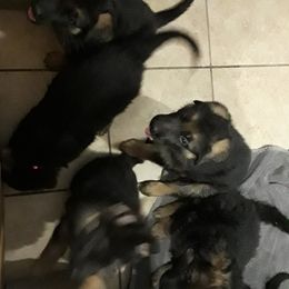 German Shepherd Puppies from Von Jo-Rielle Kennel
