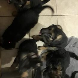 German Shepherd Puppies from Von Jo-Rielle Kennel