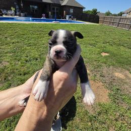 Boy 4 - Dozer - Brindle and white male Boston Terrier puppy in Sulphur Springs, Texas from B&B Bostons