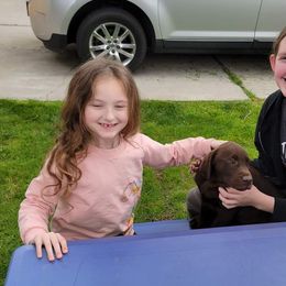 Labrador Retriever Puppies from Rick's Retrievers