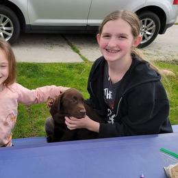 Labrador Retriever Puppies from Rick's Retrievers