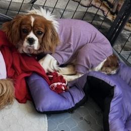 Cavalier King Charles Spaniel and Cavapoo All Grown Up from Hattie’s Texas Cavapoos