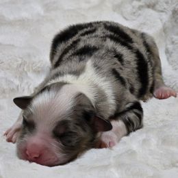 BMM - Blue merle male Miniature Australian Shepherd puppy in Deer Lodge, Tennessee from KSH Aussie Haven