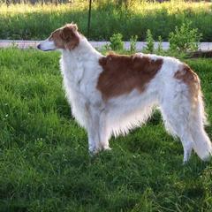 Borzoi All Grown Up from Agust Borzoi