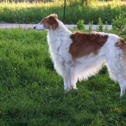 Borzoi All Grown Up from Agust Borzoi