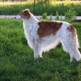 Borzoi All Grown Up from Agust Borzoi