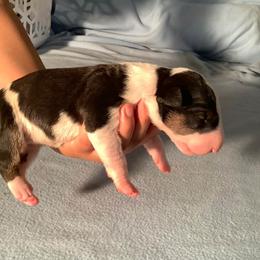 Bull Terriers from Carlos Hernadez' Bull Terriers