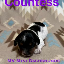 Countess - Piebald female Dachshund puppy in Carlsbad, Texas from MV Mini Dachshunds