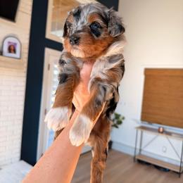 Chanel - Blue merle female Aussiedoodle puppy in North Royalton, Ohio from Johnson's Doodles