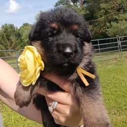Yellow - Black and red female German Shepherd puppy in Gustavus, Ohio from Cross Kreek Kennels