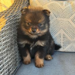 Girl 3 - Black and tan female Pomeranian puppy in Meridian, Idaho from Idaho_poms