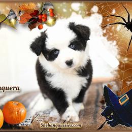 Girl 1 - female Toy Australian Shepherd puppy in Ellsinore, Missouri from Shebang Aussies