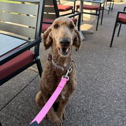 Anjelie - Red  female Poodle puppy in Surprise, Arizona from Gentle Paw Poodles and Doodles