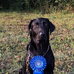 Labrador Retrievers from Riparian Retrievers