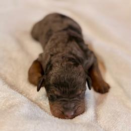 Boy 4 - Merle male Bernedoodle puppy in Anchorage, Alaska from Cascade Country Doodles