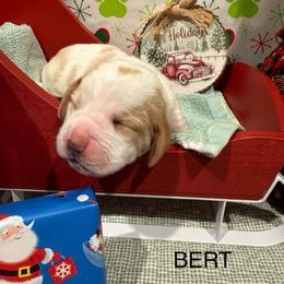 Bert - Lemon and white male Basset Hound puppy in Lagrange, Georgia from Tall Oak Bassets