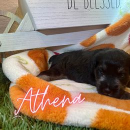 Miniature Schnauzer Puppies from Dixieland Miniature Schnauzers