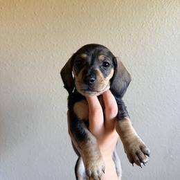 Penelope (pink) - Wild boar and cream female Dachshund puppy in Modesto, California from Once Upon a Mini Dachshund