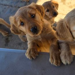 Girl 3 - Golden female Golden Retriever puppy in Albany, Oregon from Sutter Bay Retrievers