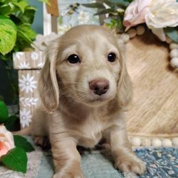 Cassie - Cream female Dachshund puppy in Thomaston, Georgia from UGG Ranch