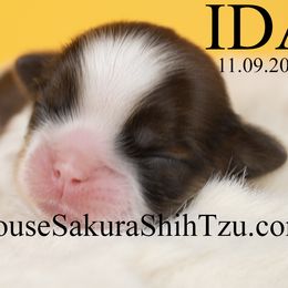 Ida - Black gold and white female Shih Tzu puppy in Muskogee, Oklahoma from House Sakura Shih Tzu