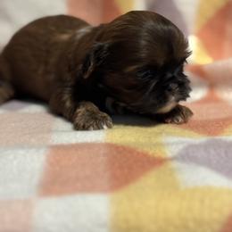 Sparkle - Red female Shih Tzu puppy in Sharon, Pennsylvania from Keystone Danes and Shih tzus