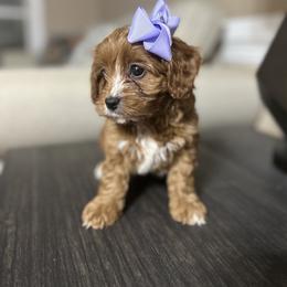 Purple bow - Red female Cavapoo puppy in Mint Hill, North Carolina from DoodleForever