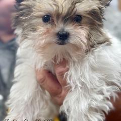 Mi-Ki and West Highland White Terrier Puppies from Cricket Hill’s Westies and Shekinah’s Mi-Kis