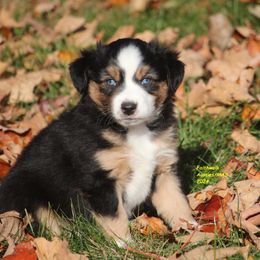 Echo - blue eyes - Miniature American Shepherd puppy from Faithwalk Aussies and Mini American Shepherds