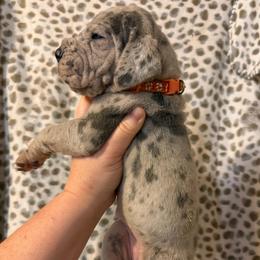 Lacy Blue - Blue female Great Dane puppy in Tyler, Texas from Blessed By Danes