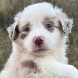 Australian Shepherds from Windie Aussies