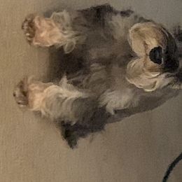 Miniature Schnauzer Puppies from Pierhaus Minature Schnauzers