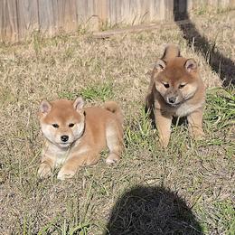 Shiba Inu Puppies from Diwasou