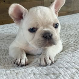 French Bulldog Puppies from 1011 French Bulldogs