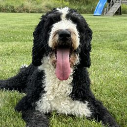 Hasli - Bernedoodle