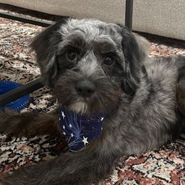 Aussiedoodles, Bernedoodles, and Cockapoos from Sassy Bob’s Dogs