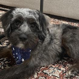 Aussiedoodles, Bernedoodles, and Cockapoos from Sassy Bob’s Dogs