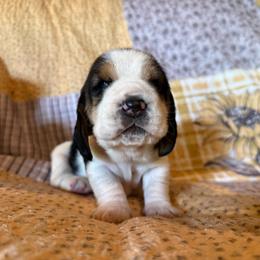 Loretta - Black brown and white female Basset Hound puppy in Hillsboro, West Virginia from Bear Foot Bassets Of West Virginia