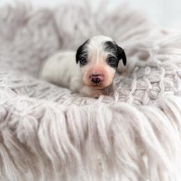 Denim - Parti female Goldendoodle puppy in Jamestown, Kentucky from Milk & Honey Doodles