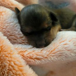 Male 2 - Red male Dachshund puppy in Weatherford, Texas from Star-Key's Dachshunds