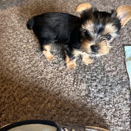 Tiny Traditional boy - Blue and gold male Yorkshire Terrier puppy in Hot Springs, Arkansas from Weslynn Kennels