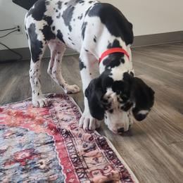 Harlequin Female 2 - Harlequin female Great Dane puppy in Gig Harbor, Washington from Lakaya Danes