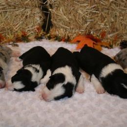 Border Collie Puppies from Top Notch Border Collies