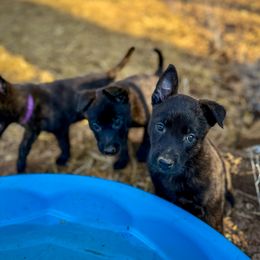 Dutch Shepherd Puppies from Faberge Hollandse Herdershond